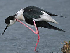 Black-winged Stilt