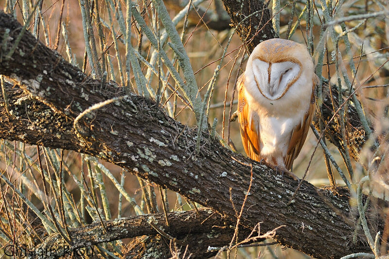 Western Barn Owl