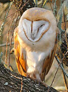 Western Barn Owl