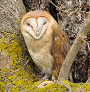 Western Barn Owl