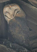 Western Barn Owl