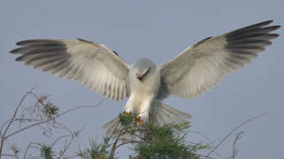 Black-winged Kite