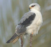 Black-winged Kite