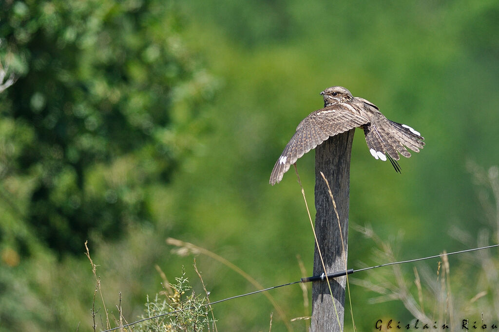 European Nightjar male adult