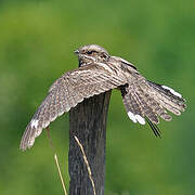 European Nightjar