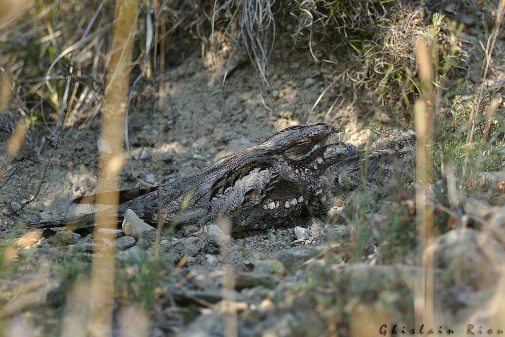 European Nightjar