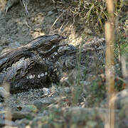 European Nightjar