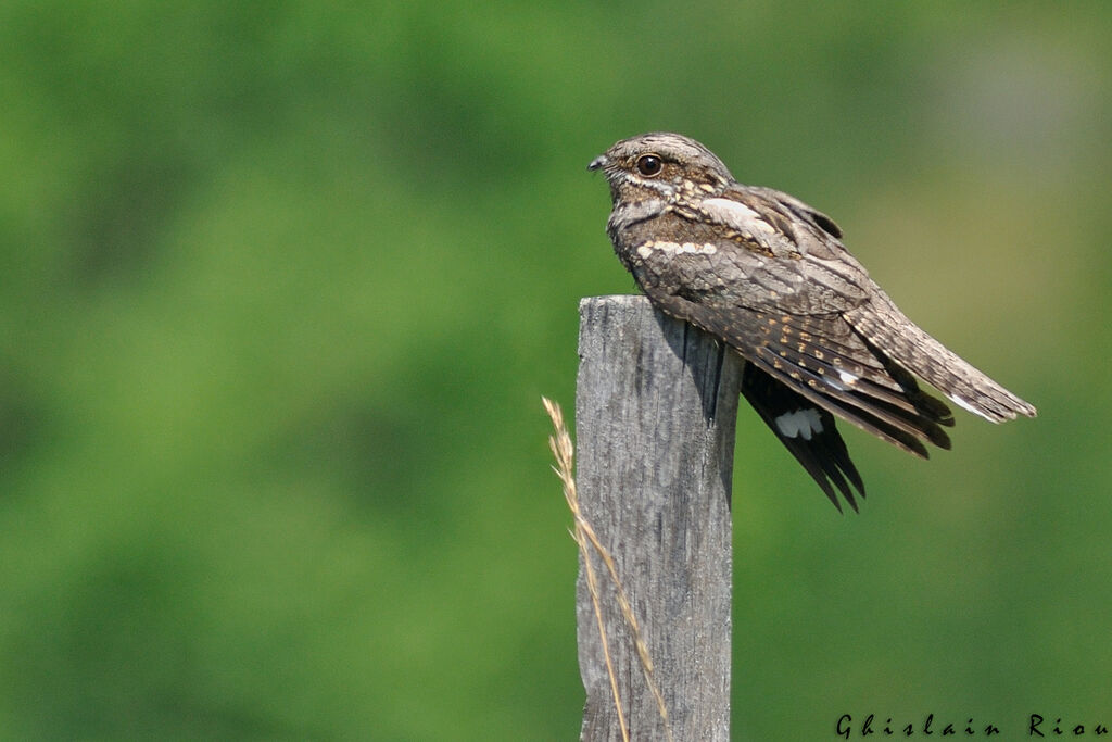 European Nightjar male