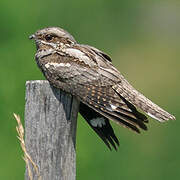 European Nightjar