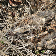 European Nightjar