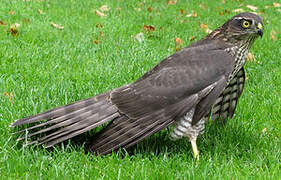 Eurasian Sparrowhawk