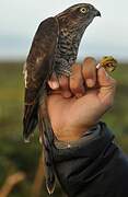 Eurasian Sparrowhawk