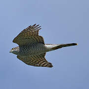 Eurasian Sparrowhawk