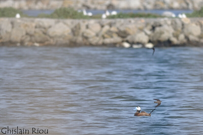 White-headed Duck