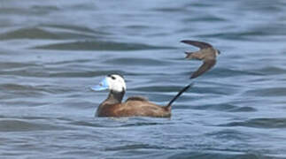 White-headed Duck