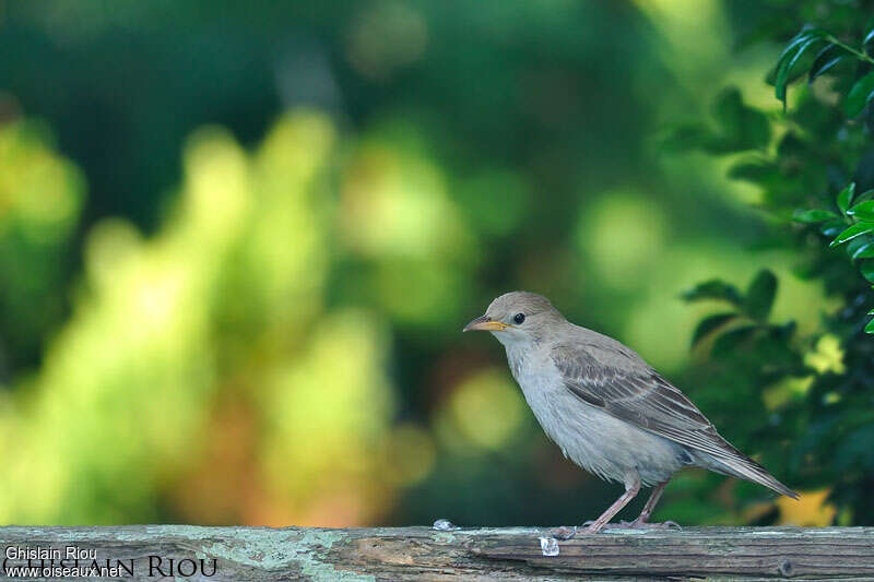 Rosy Starlingjuvenile, identification