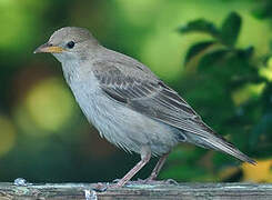 Rosy Starling