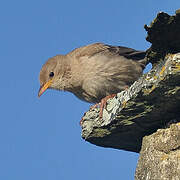 Rosy Starling