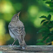 Rosy Starling