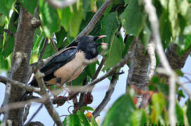 Rosy Starling