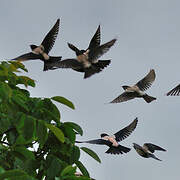 Rosy Starling