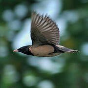 Rosy Starling