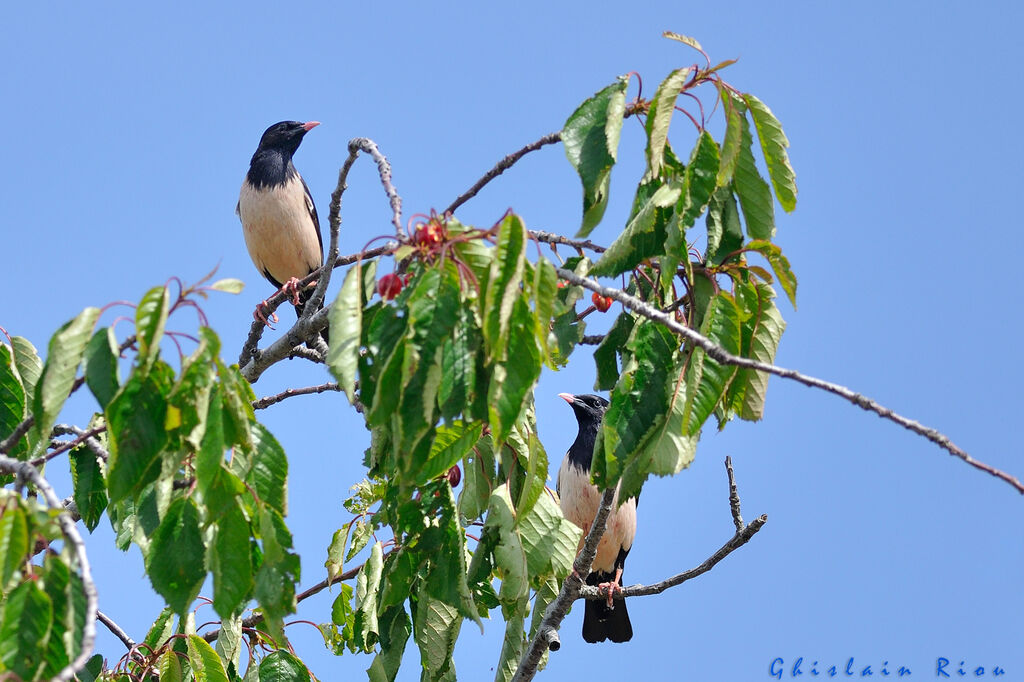 Rosy Starlingadult