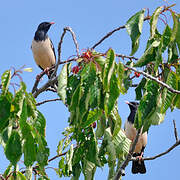 Rosy Starling