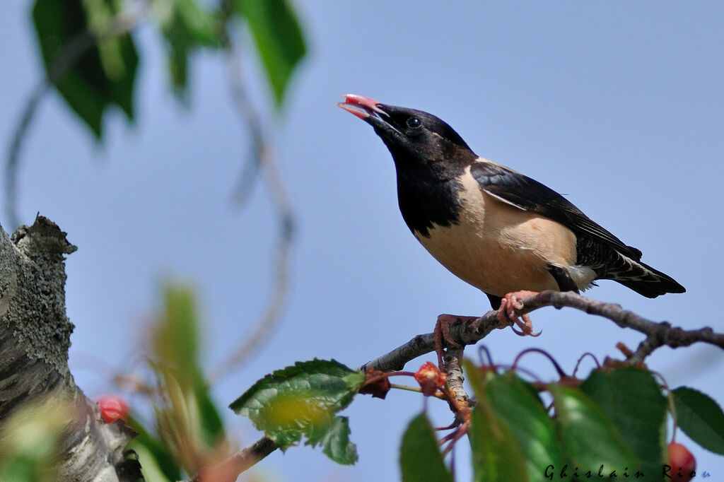 Rosy Starling