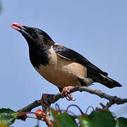 Rosy Starling