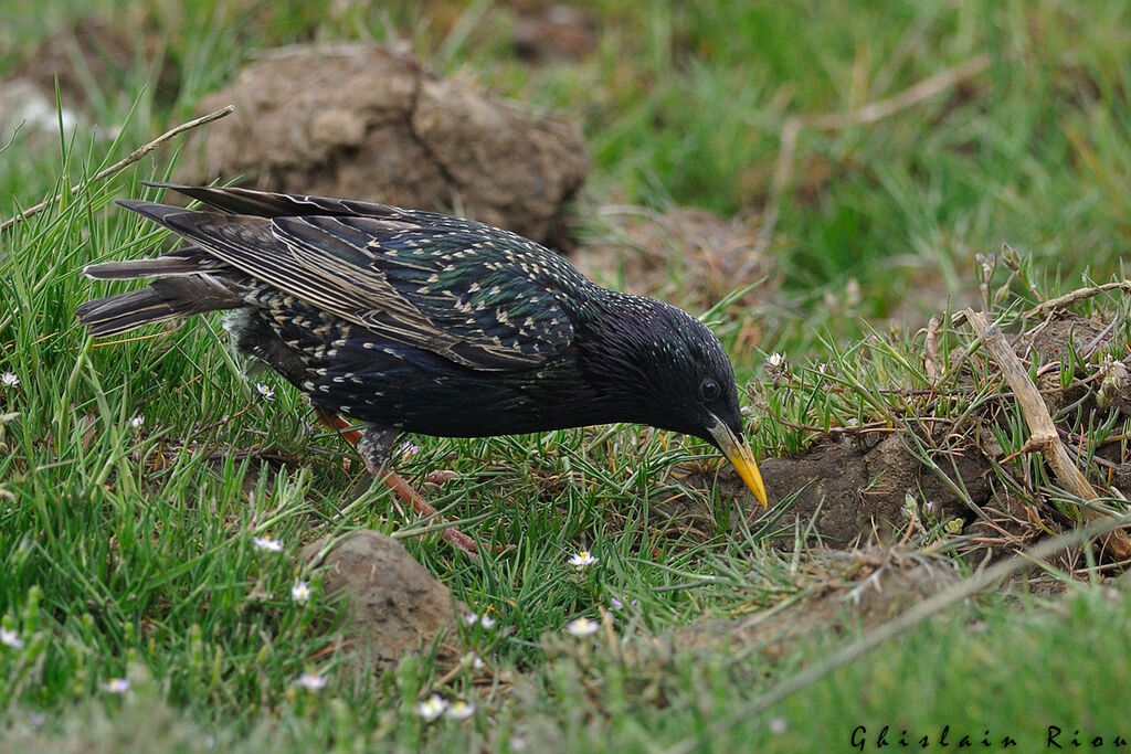 Common Starling