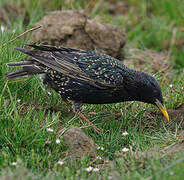 Common Starling