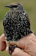 Common Starling