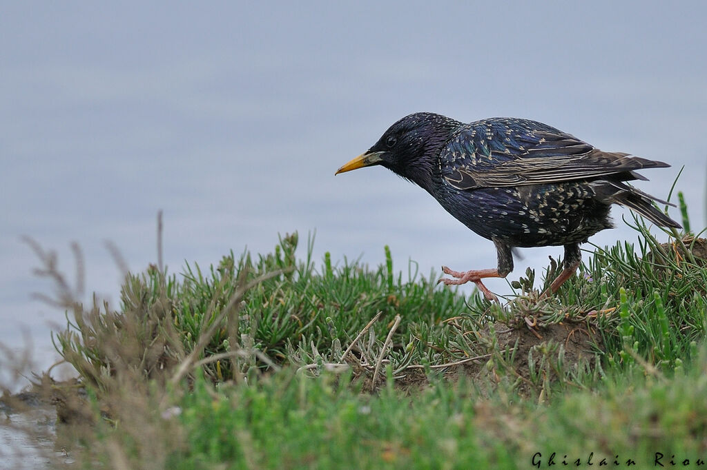 Common Starling