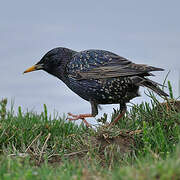 Common Starling