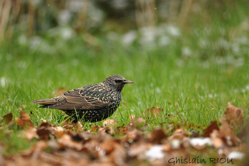 Common Starling