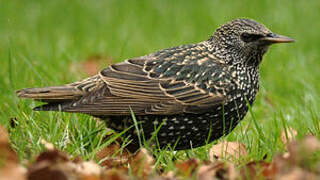 Common Starling