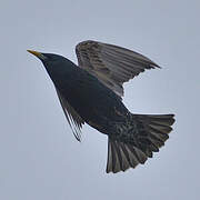 Common Starling