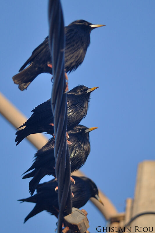 Spotless Starling