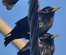 Spotless Starling