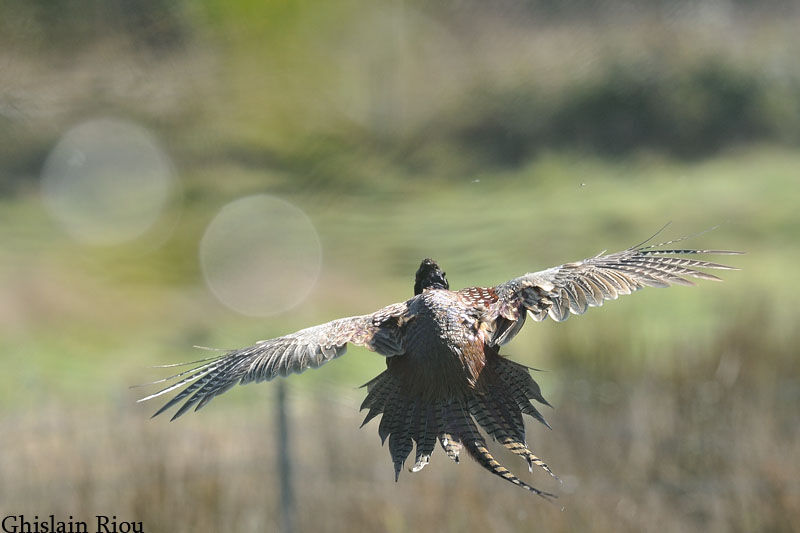 Common Pheasant