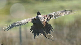 Common Pheasant