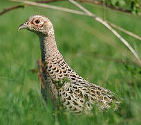 Common Pheasant