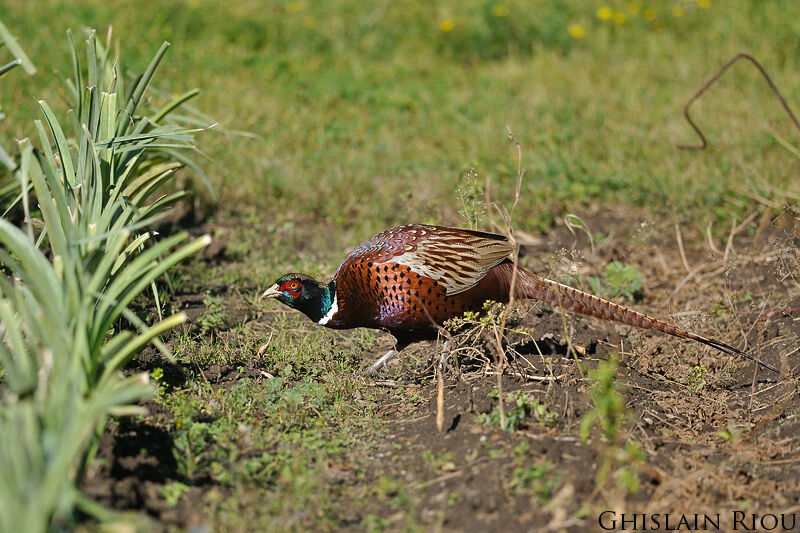 Common Pheasant