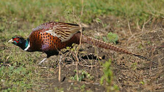 Common Pheasant