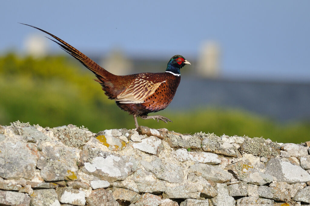 Common Pheasant male adult