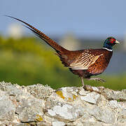 Common Pheasant