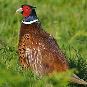 Common Pheasant