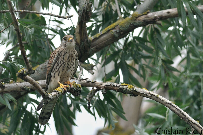 Common Kestrel