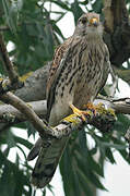 Common Kestrel